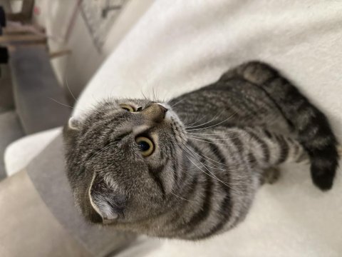 Scottish fold minnoşa yuva