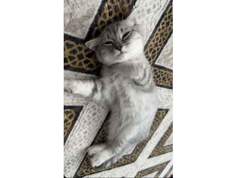 British shorthair erkek ve sevimli