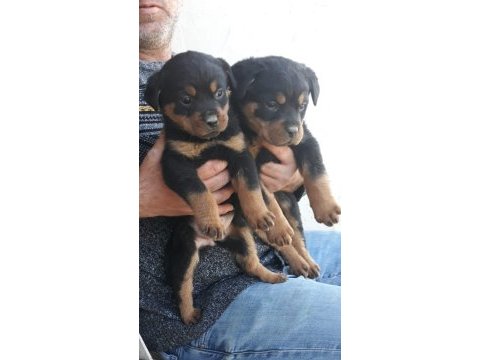A kalite rottweiler