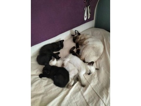 5 british yavrumuz