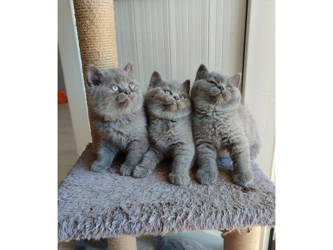 Peluş tüylü british shorthair yavrularımız