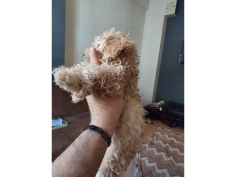 Harika toy poodle iki aylık