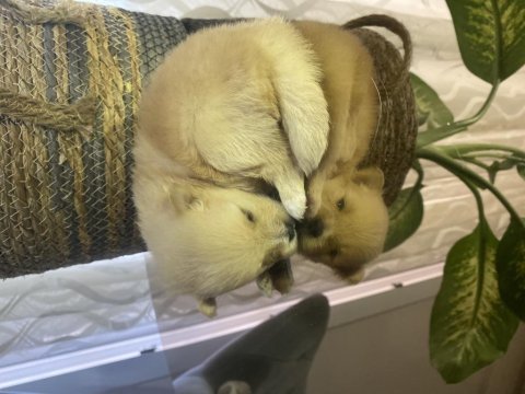 Pomeranian boo 6 adet yavru 4 erkek 2 dişi
