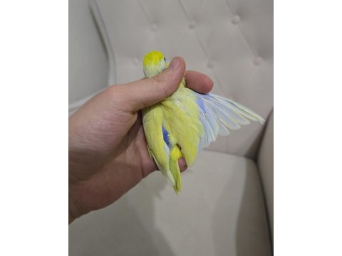 Amerikan sarı yetişkin erkek forpus
