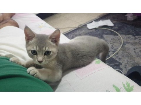 Çok tatlı safkan özel renkli british shorthair