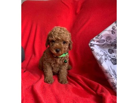 Safkan toy poodle bebekler