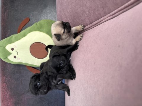 Anne altından safkan pug erkek yavrular