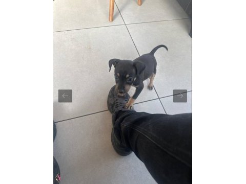 2 aylık yavru 0 numara minyatür pinscher