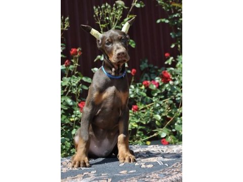 Kızıl doberman sevenlere