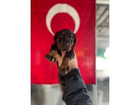 Fcı a şecereli king doberman yavruları