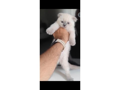 Scottish fold kedimiz