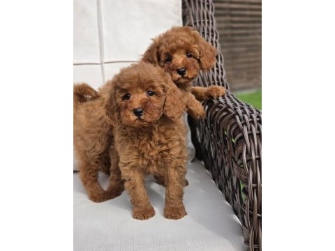Red brown toy poodle bebeklerimiz