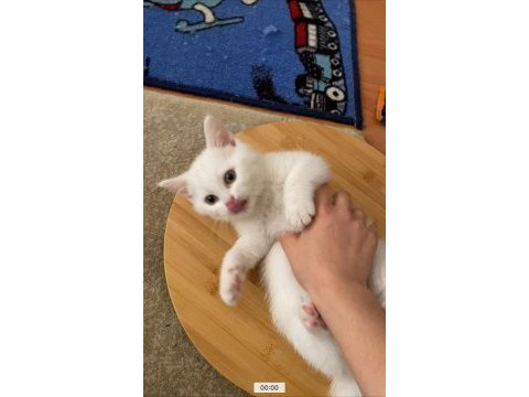 2 aylık british shorthair erkek