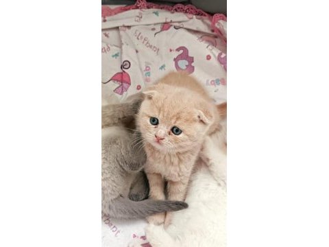 Scottish fold karamel prensimiz