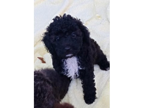 Ev içi bakılabilecek tek ırk poodle cinsidir