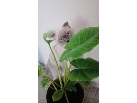 Scottish fold erkek