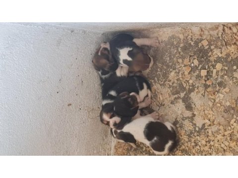 Beagle yavrularımız