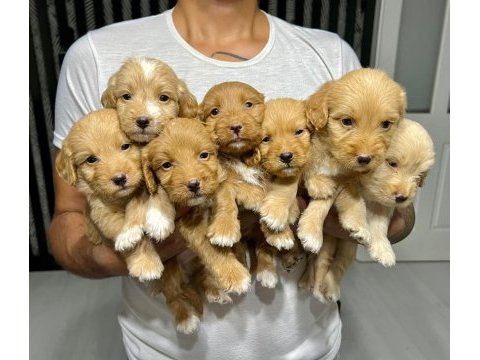 Maltipoo yavrular 4 dişi 3 erkek