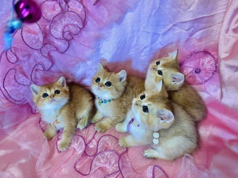Dişi erkek bebek kediler yeni evlerini arıyorlar
