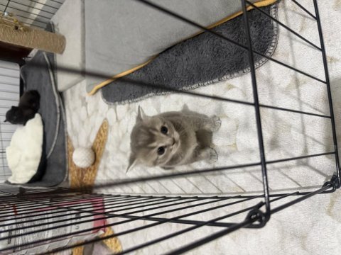 56 günlük british shorthair çok uysal
