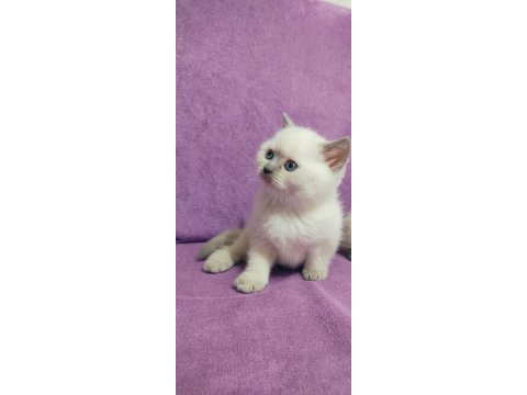 Scottish fold ve british yavruları