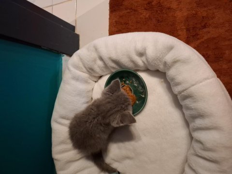 2 aylık british shorthair dişi