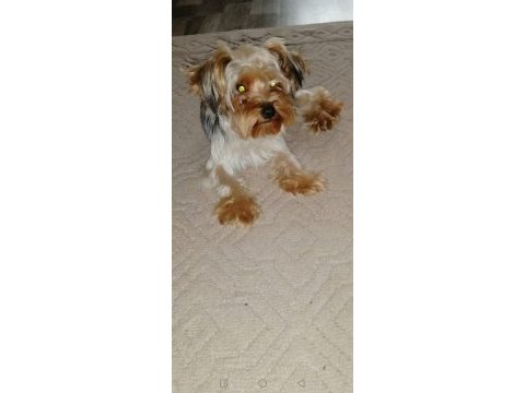Çok sevecen orijinal terrier yorkshire esenler