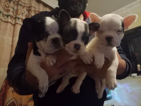 1,5 aylık dişi french bulldog yavrularımız
