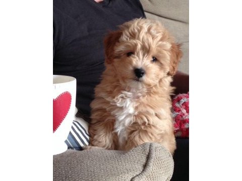 Poodle gibi maltipoo bebekler