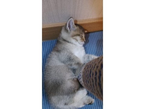 Uyguna british shorthair sahiplendirme