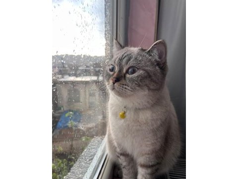 Bir ömürlük yuva arıyor 1 yaşında british shorthair