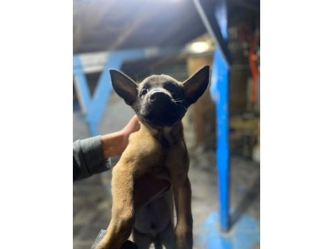 Safkan belçika malinoisler