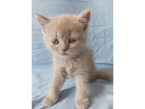 British creamy lilac ve silver british shorthair yavrular