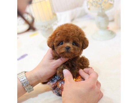 Ozelmı ozel toy poodle bebeklerımız