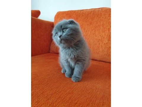 Birinci sınıf scottish fold yavrular