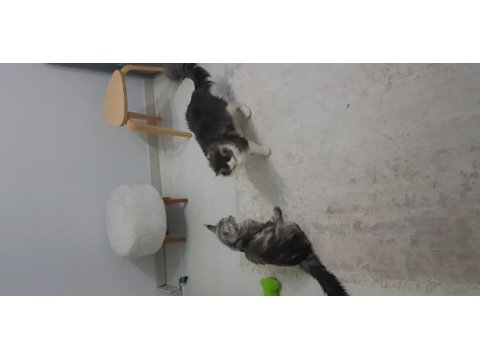 Şecereli main coon çifti
