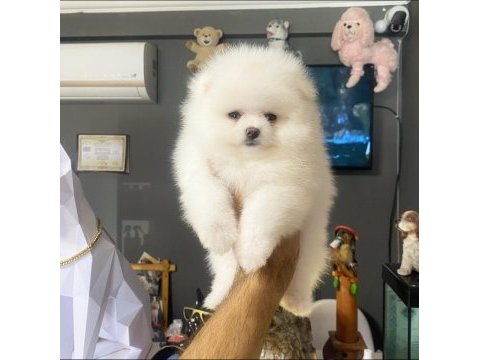 Kartopu pomeranian dişi yavrumuz
