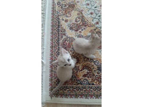 Dünyalar tatlısı kedilerimi sahiplendiriyorum