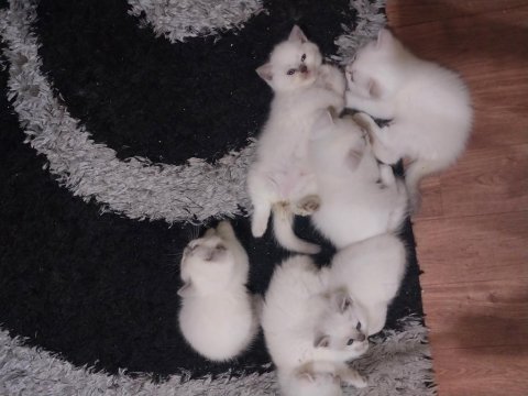 10 mayıs doğumlu scottish fold bebekler ailelerini arıyor