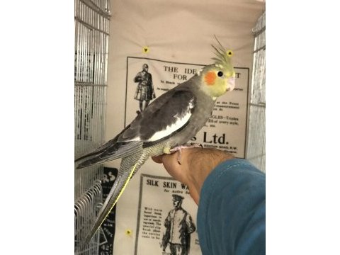 3 adet el besleme full evcil yavrular 1 adet yaşında