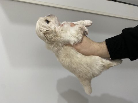 Pekinez köpeğimiz