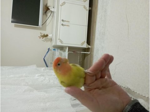 Muhteşem oyun hamuru sevda papağanımız