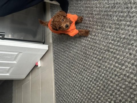 Orijinal kore toy poodle babaya sahip erkek toy poodle bebek