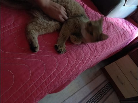 British shorthair kedisi