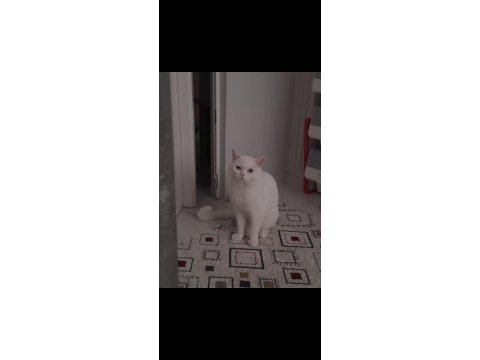 British lattemize kalıcı yuva arıyoruz