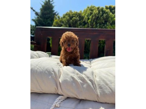Kore teacup babadan teacup poodle bebekler