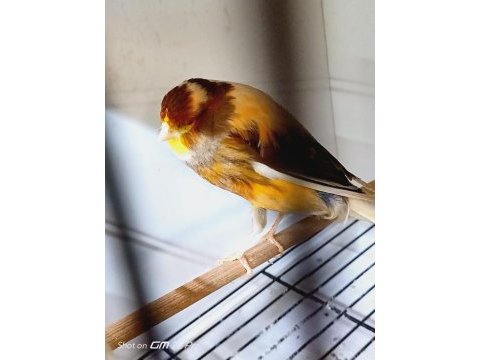 Sahibinden farklı ırklardan ötüm kanaryaları