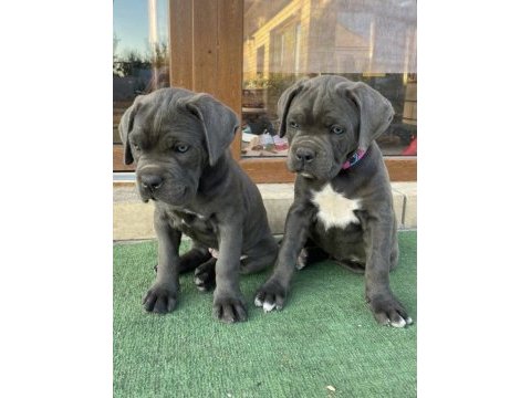 Safkan dişi ve erkek blue cane corso yavrularımız