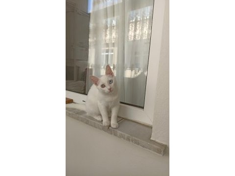 Van kedisi acil sahiplendirme