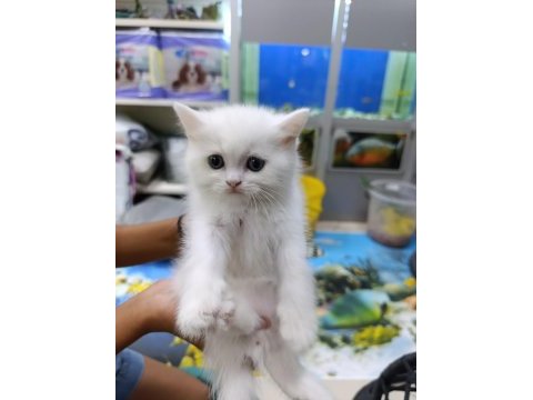 50 6 adet yavru scottish fold